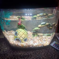 Fish Tank With 🐟 Fish