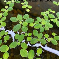 Vibrant healthy aquarium plants!