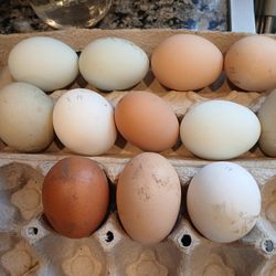 Fertile Hatching Chicken Eggs