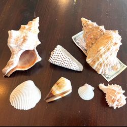 Sea Shells 