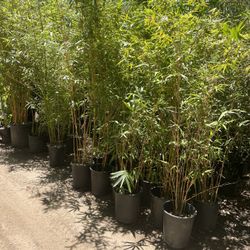 Bamboo Plants - Multiple Varieties Available- Approximately 4-6 Feet Tall- 5 Gallon Size 