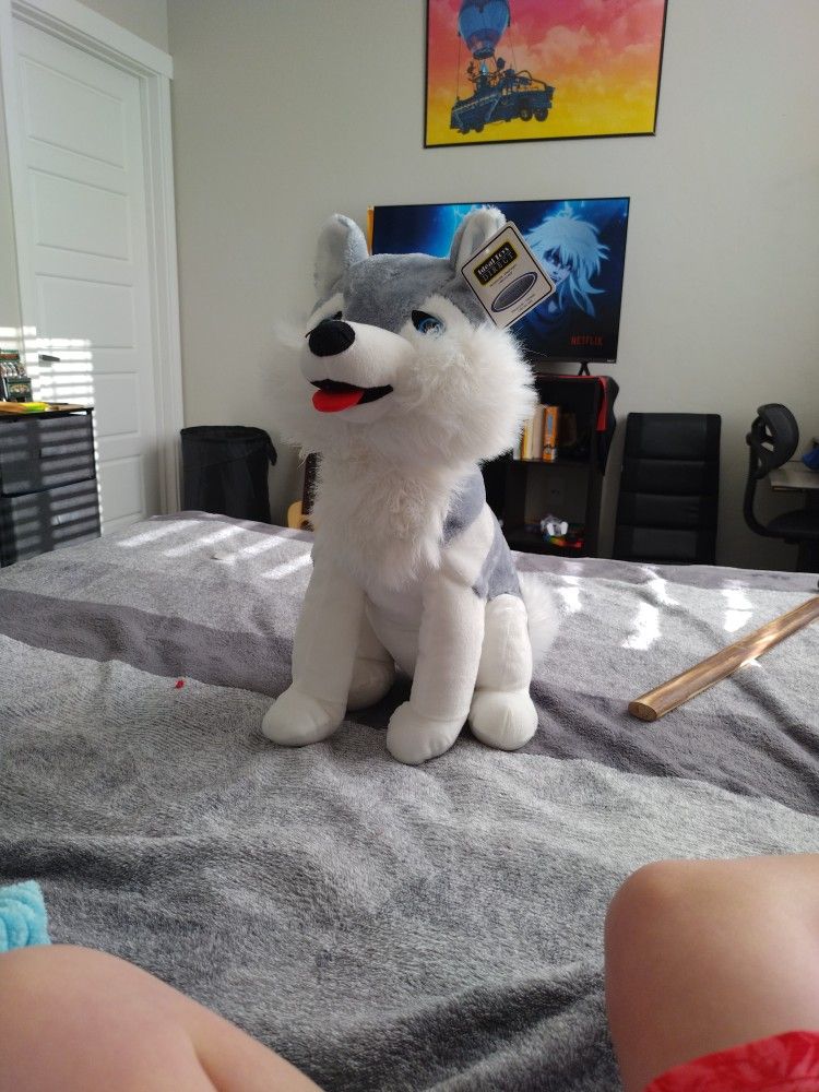 Dog Husky