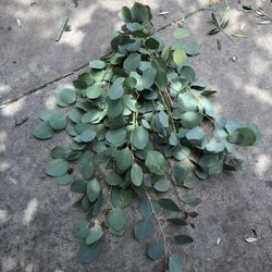 Eucalyptus Decor Bunch