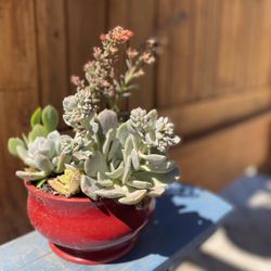 Succulent Arrangement Red Ceramic Pot- MEIMEI