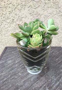 Beautiful small succulent