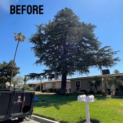 Tre Trimming