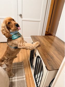 Dog Crate