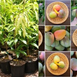 Keitt Mango Grafted Trees 3gal Arboles De Mango Injertados Keitt 