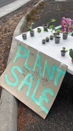PLANT SALE