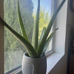 Aloe Vera Plants