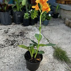 Canna Lili, Platanillo 