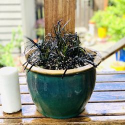 Live outdoor Black Mondo grass in a ceramic planter pot—firm price