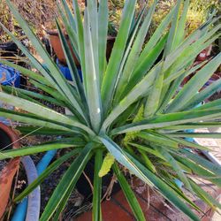 Nearly FREE Agave Plants. . .