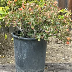 5 Gal Succulent Plant With Orange Flowers 