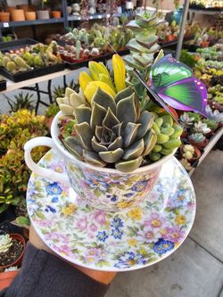 Moms Tea Cup Gift