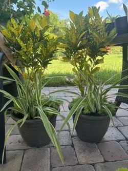 Potted Lazo De Amor y Croton Gold Dust Set