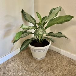 Calathea Plant 