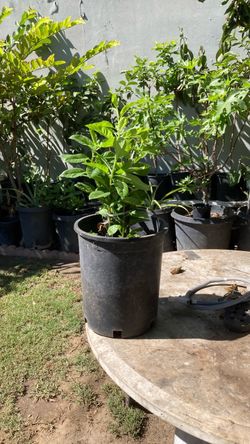 Plantas de insulina para la diabetes