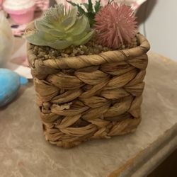 Succulent 