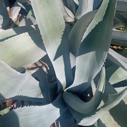 Large Agave Plant 