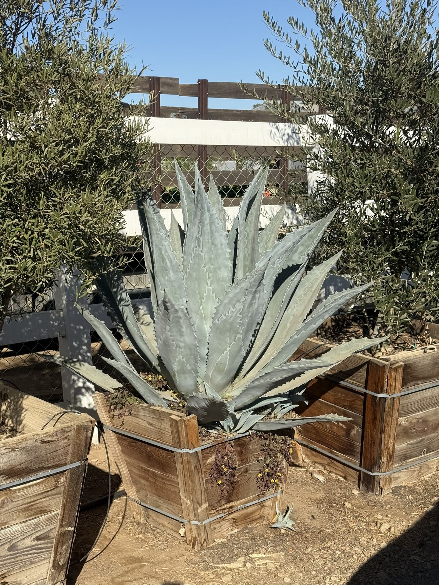 Blue Agave Americana 25 Gal,New Products : American Fashion Style Bags On Sale