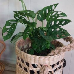 Plants Monstera Swiss Cheese
