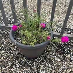Moving Free Pretty Moss Rose Plant with Pot