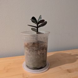 Jade Succulent Sproutling