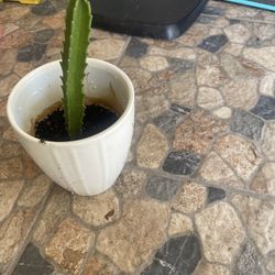 Cactus Plants 