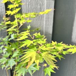 Japanese Maple