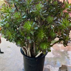 Succulents  Cuttings 