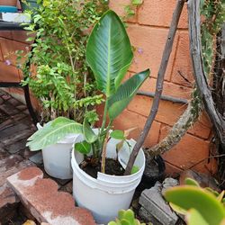 Bird Of paradise Tree That Bears  White And Blue Birdlike Looking Flowers In 5 Galon Pot