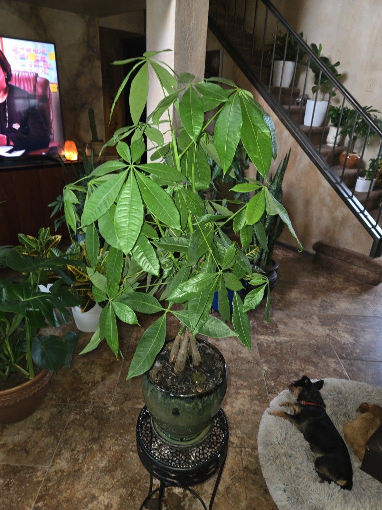 3ft 3in Tall Money Tree Plant In New 9in Ceramic Pot