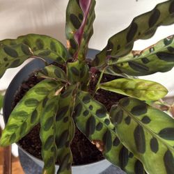 Real Rattlesnake Plant