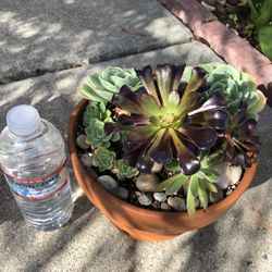 Succulent Arrangement (5)