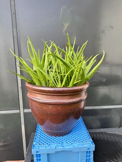 Aloe Vera 15 gallon pot