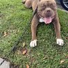 Ocho