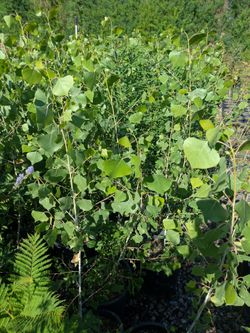 $35 each 5gal trees