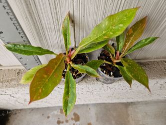 Philodendron Ring Of Fire Plants