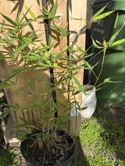 Bamboo