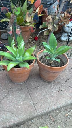 FOXTAIL AGAVE