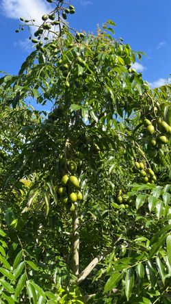 June plum or golden apple tree