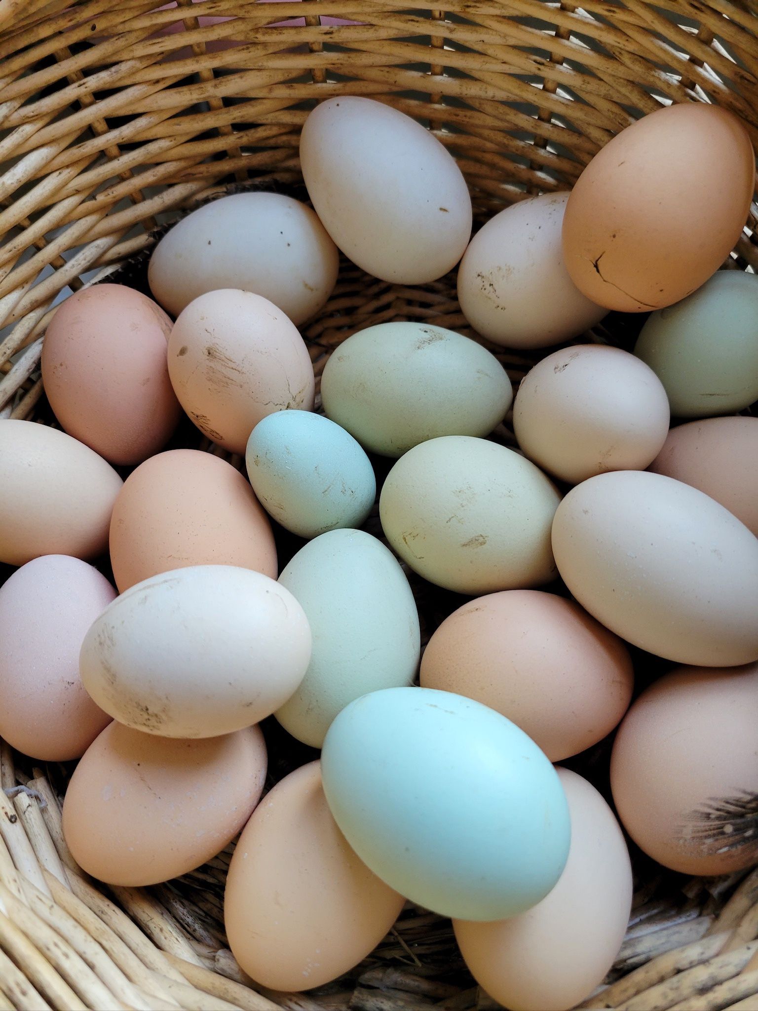Fresh Hatching Eggs Organicly Feed