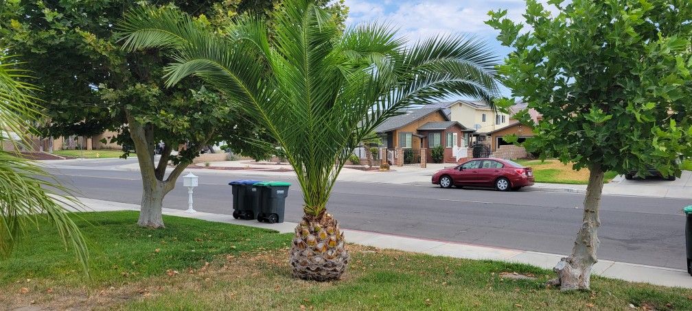 Two Palms $225 for Both