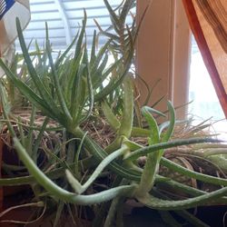 Aloe Vera Plant 
