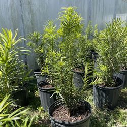 podocarpus 3 gallon $9 - ready to deliver