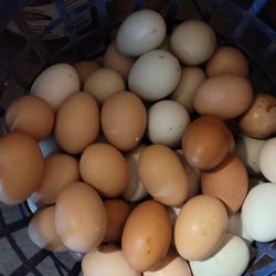 Chicken Eggs