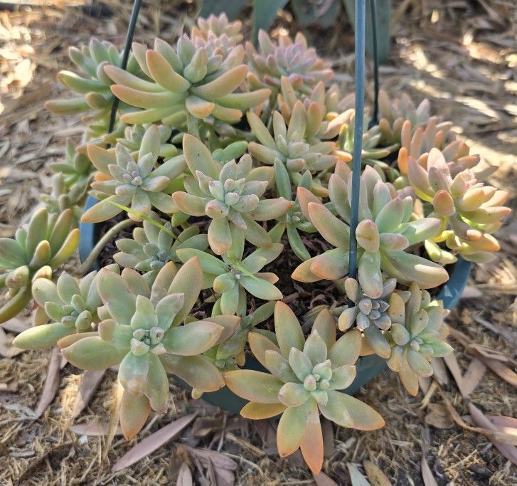 Ghost Plant Succulents