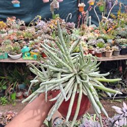 Silver Coral Succulent 