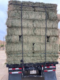 Alfalfa